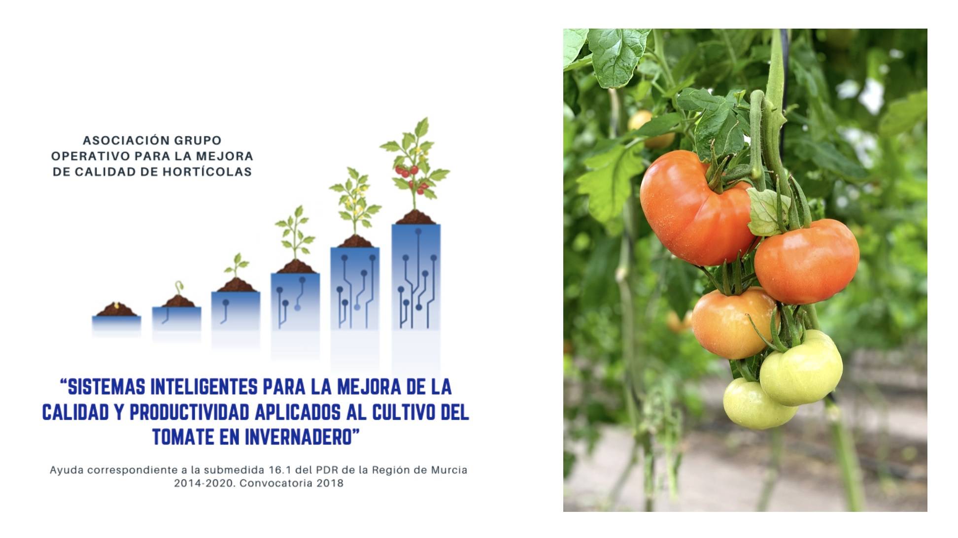 ritec port|7. Proyecto calypto- ritec-C